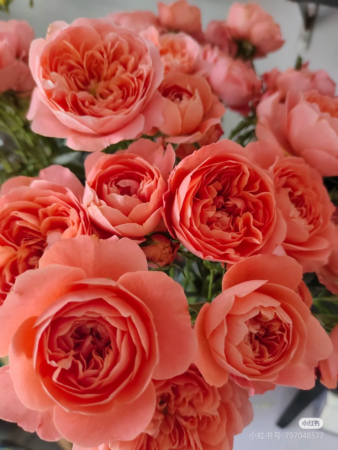 小苗杏色果汁花苗阳台庭院丰花 开花机器带土发货抗病好长势快