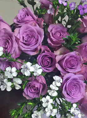 紫霞净化空气仙子大花月季切花欧月庭院阳台玫瑰带土发货包活人气