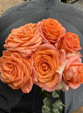 一加仑 扦插 珊瑚礁 原盆原土发货