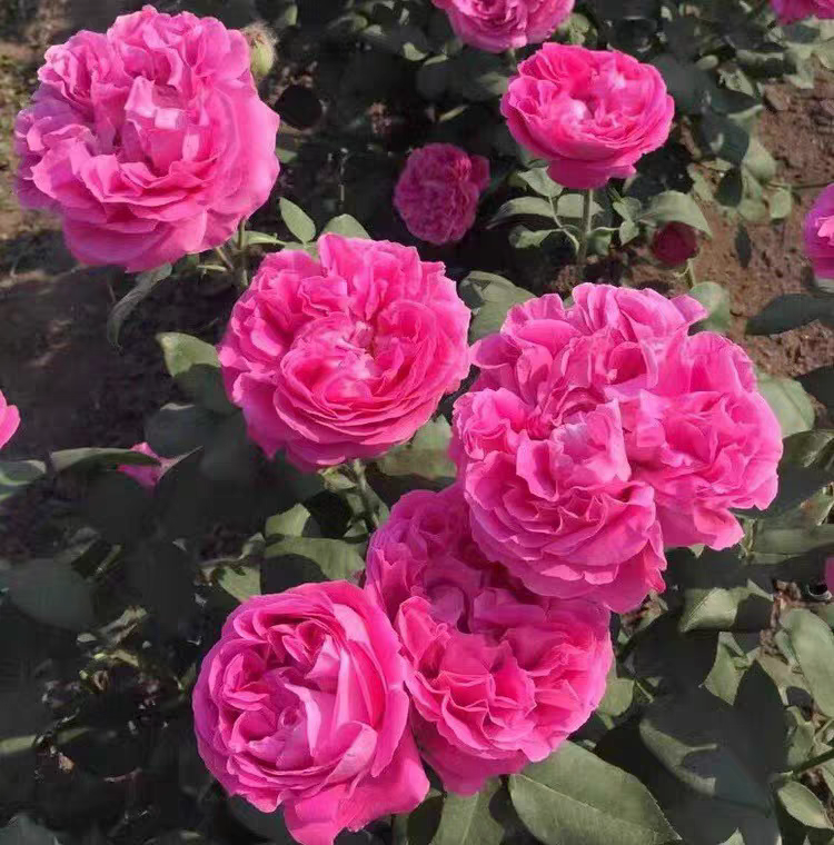 一加仑扦插中苗牡丹 保罗内龙月季花苗原土原盆发货