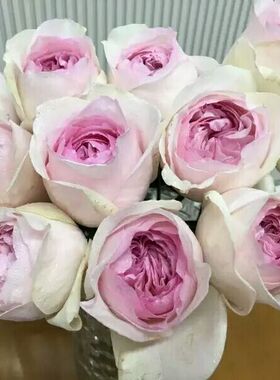 系列新款伊芙乙女心 蓝宝石婚礼之路月季花苗 强香包子掌柜推荐