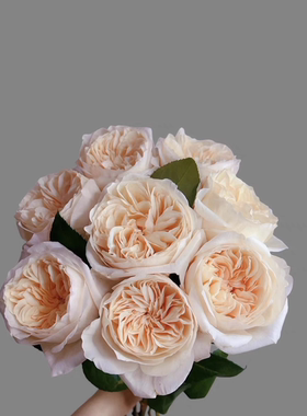 一加仑扦插中苗奥斯汀贝茜月季花苗原土原盆发货阳台庭院盆栽地栽