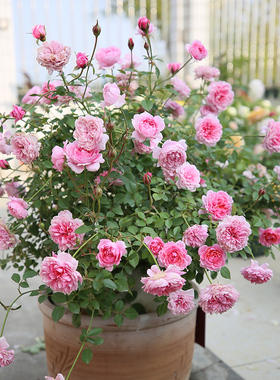 铃之妖精多花品种开花机器四季开花阳台盆栽月季花苗包对版带土发
