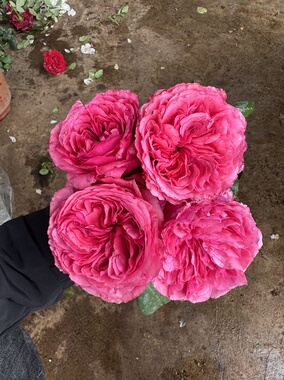 一加仑扦插中苗胭脂奥斯汀花型月季花苗阳台庭院盆栽地栽