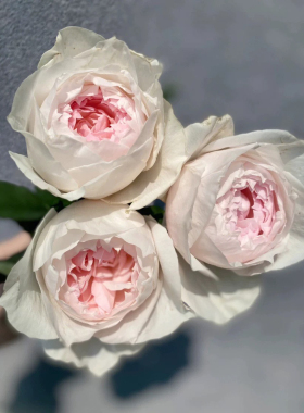 芳香之杯 粉色丰花浓香 阳台庭院盆栽地栽带土发货