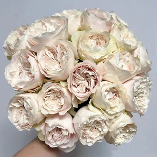 奶茶戚风/雪纺绸 扦插小苗抗病性好阳台庭院盆栽地栽绿植带土发货