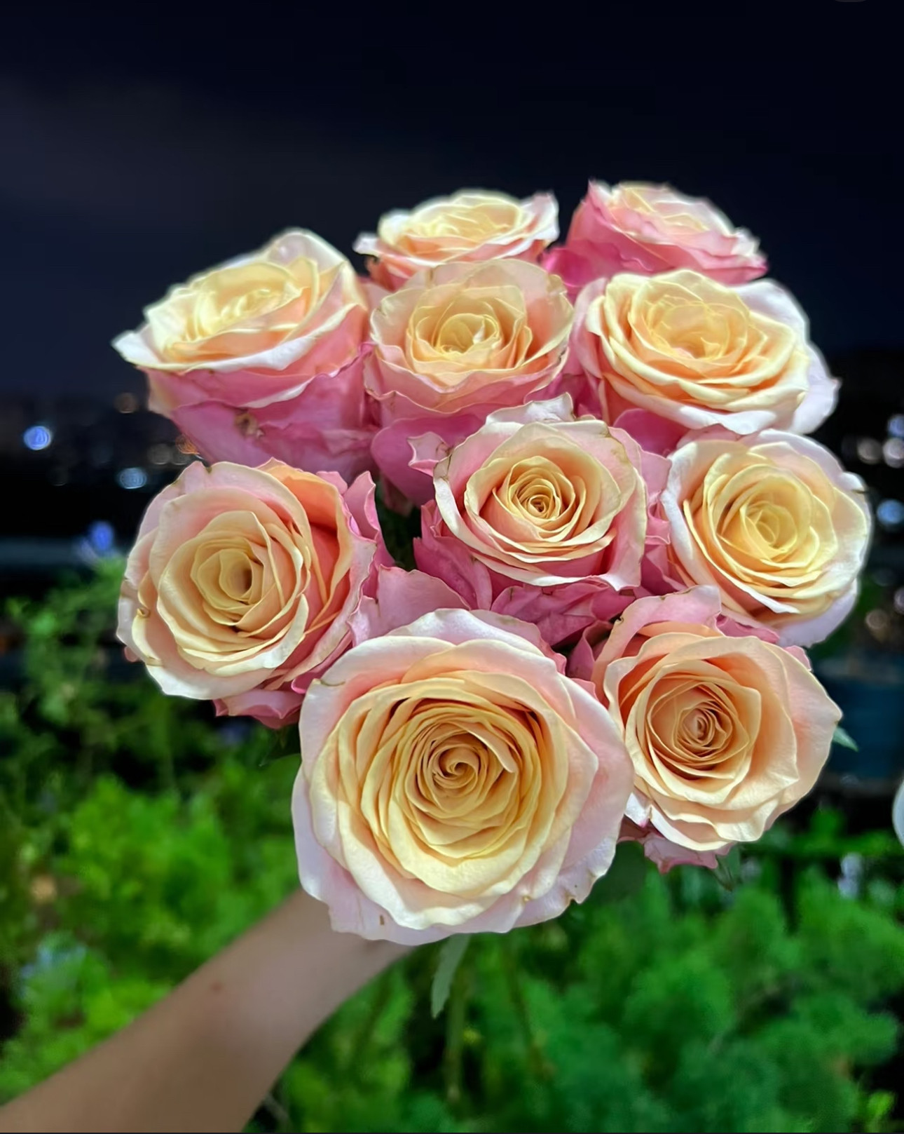 帝王系列切花格兰夫人 花头大花瓣厚实花期长带土发货,鲜花速递/花卉仿真/绿植园艺,月季/蔷薇/玫瑰,淘宝优惠券,粉丝福利购,淘宝优惠卷