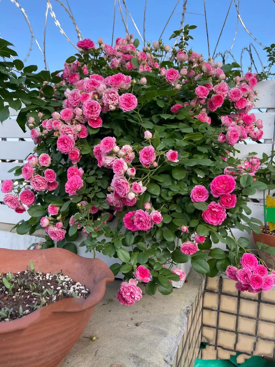 一加仑是藤本胭脂扣原土原盆发货