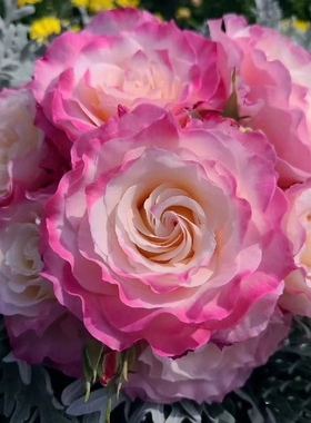 真品六翼天使月季扦插花苗河本天使系列庭院四季阳台花卉浓香小苗