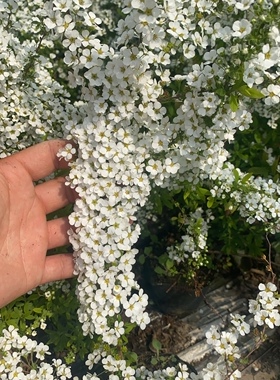 单瓣雪柳绣线菊阳台庭院盆栽地栽绿植小苗