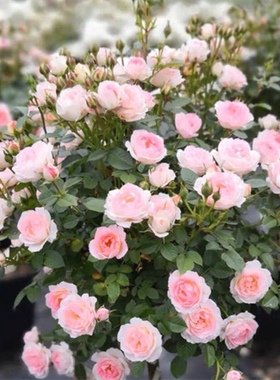 白桃妖精小苗  阳台微月扦插月季丰花勤花盆栽 花苗花卉 四季开花