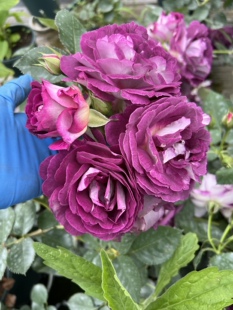 合唱团月季花苗大花浓香开花蓝紫色德斯菲尔德院四季盆栽阳台玫瑰