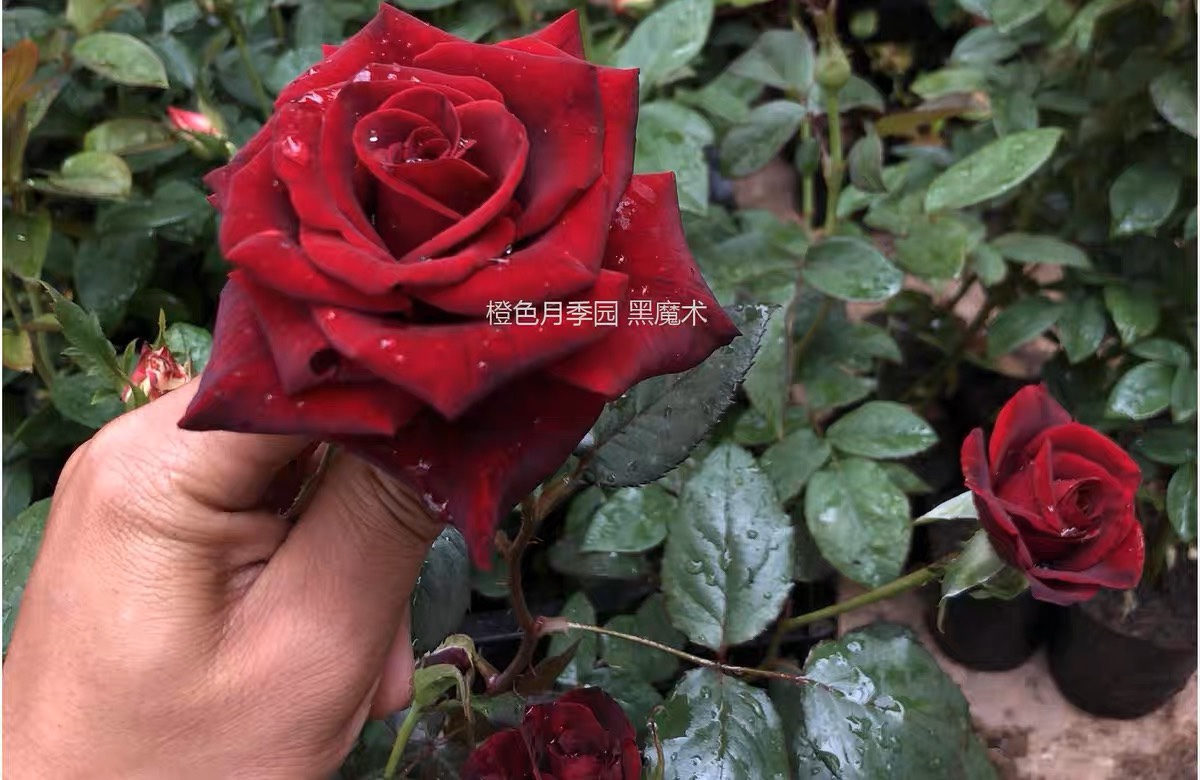 一加仑中苗 黑魔术 大花灌木原盆原土发货