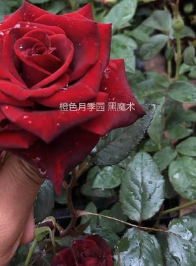 一加仑中苗 黑魔术 大花灌木原盆原土发货