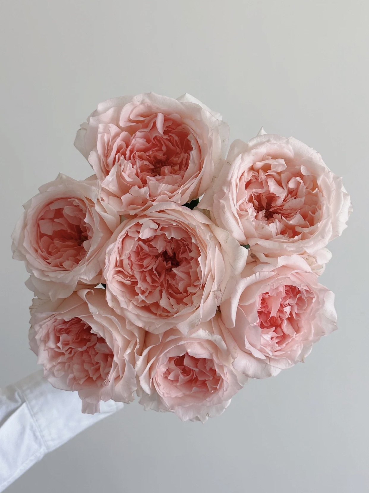 单头涌流粉嫩月季小苗 颜值高长势快阳台庭院盆栽地栽苗带土发货,鲜花速递/花卉仿真/绿植园艺,月季/蔷薇/玫瑰,淘宝优惠券,粉丝福利购,淘宝优惠卷