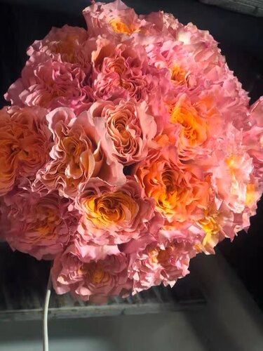 新品波浪锯边变色3D玫瑰火灵鸟颜色会随温度天气变化阳台庭院盆栽