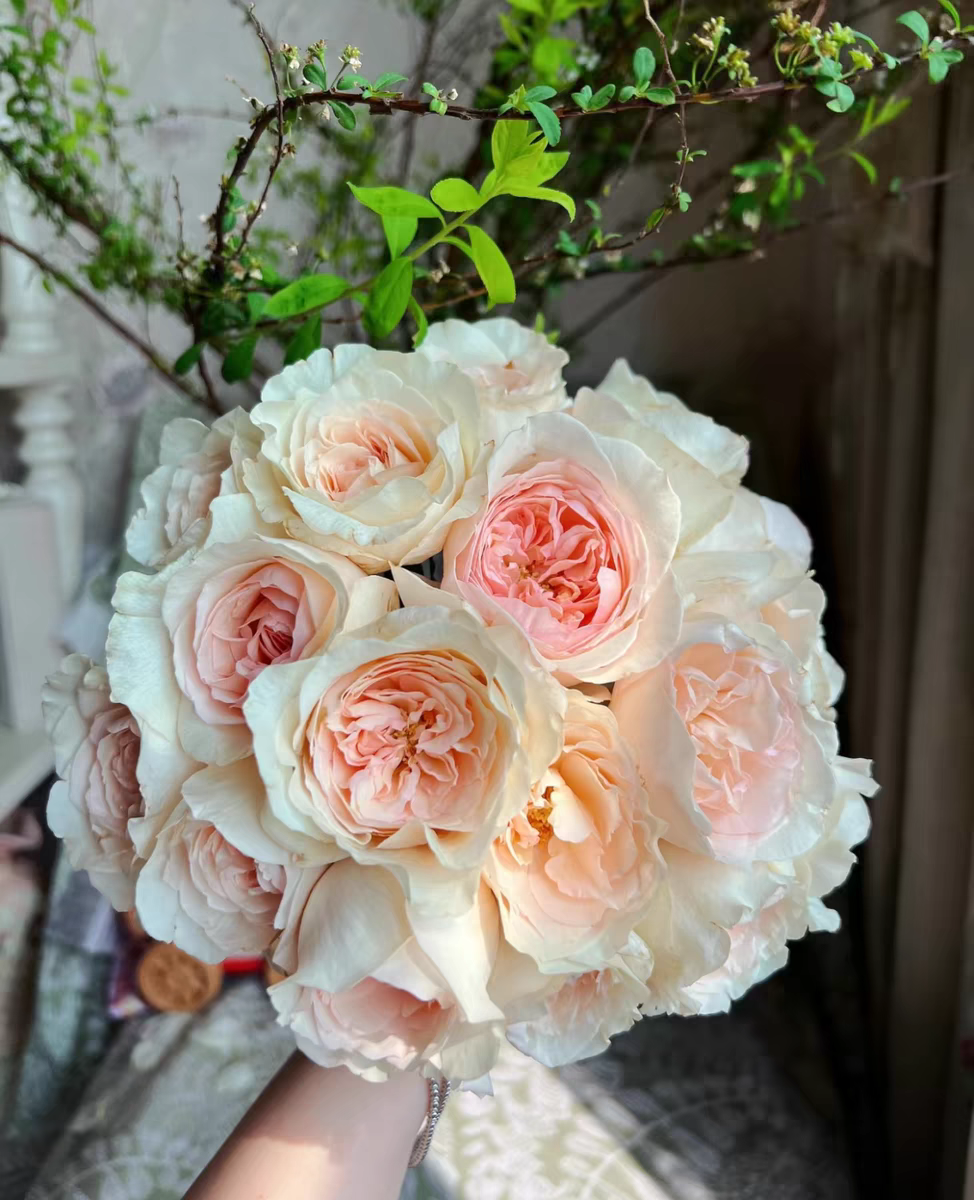 香腮雪 杂交茶香月季 灌木 小苗  浓香  多季节开花,鲜花速递/花卉仿真/绿植园艺,月季/蔷薇/玫瑰,淘宝优惠券,粉丝福利购,淘宝优惠卷