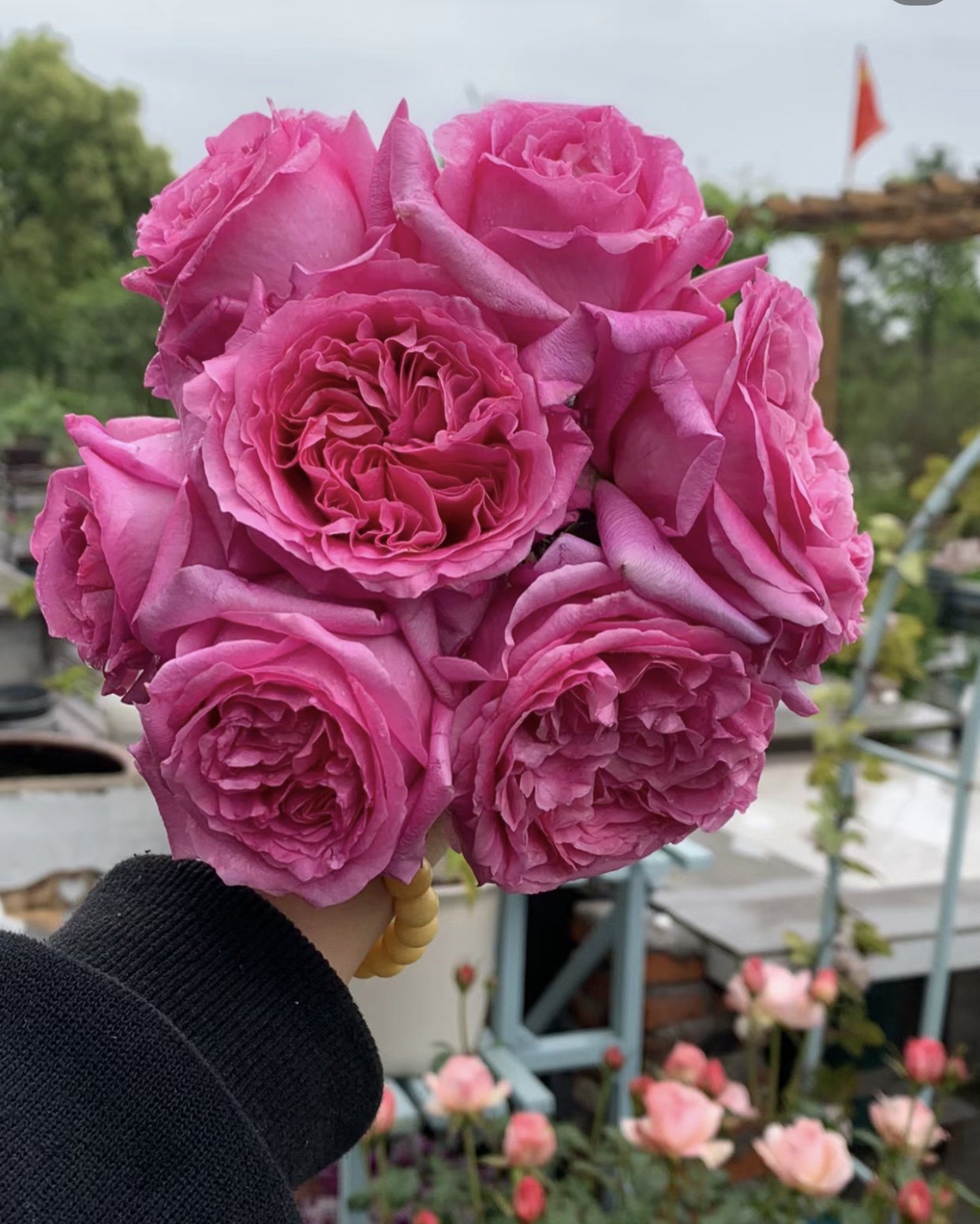 一加仑特拉芳特月季 浓香,鲜花速递/花卉仿真/绿植园艺,月季/蔷薇/玫瑰,淘宝优惠券,粉丝福利购,淘宝优惠卷