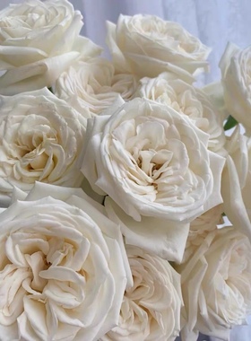 珍妮莫罗单头大花浓香月季花期长直立性强盆栽地栽庭院绿植喜阳植