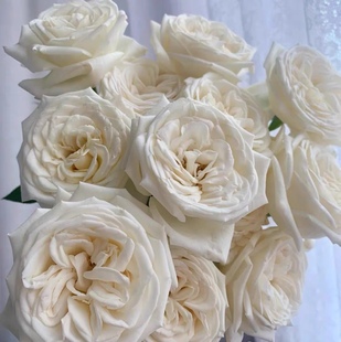 珍妮莫罗单头大花浓香月季花期长直立性强盆栽地栽庭院绿植喜阳植