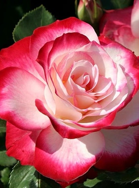 樱桃派对 摩纳哥公爵  丰花品种  盆栽阳台月季绿色植物玫瑰月季