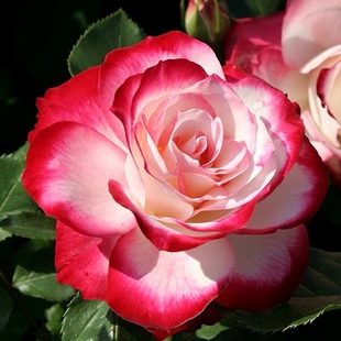 丰花品种 绿色植物玫瑰月季 盆栽阳台月季 樱桃派对 摩纳哥公爵