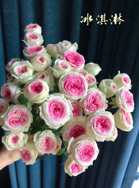 尼亚新品多头玫瑰花苗冰淇淋内层花瓣玫粉色阳台盆栽外层淡青绿色