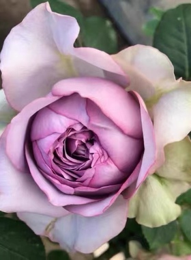 河本新品首饰盒月季浓香灌木四季开花庭院阳台绿植盆栽抗病强