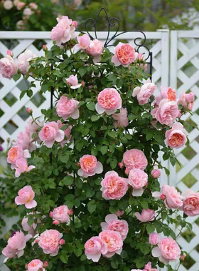 一加仑扦插中苗舍农索城堡的女人们藤本 原土原盆发货