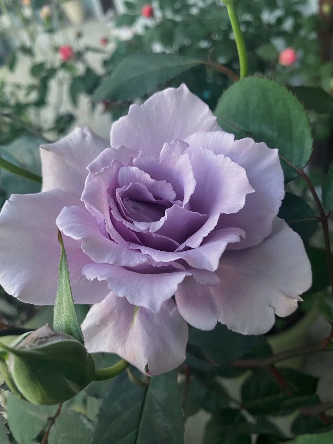 一加仑 爽 河本系列 原盆原土发货