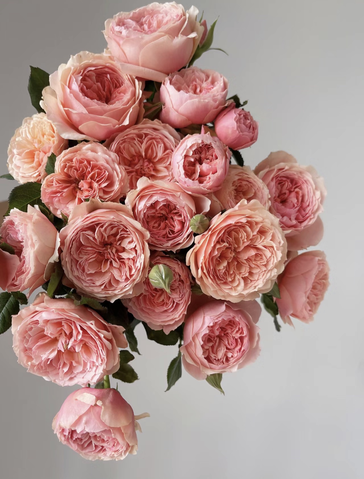 一加仑扦插中苗真宙