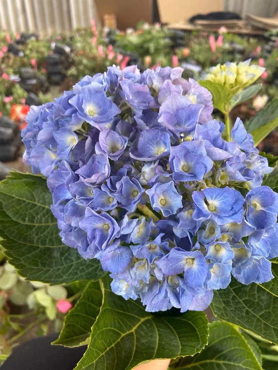 一加仑绣球 大海蓝 原盆原土发货