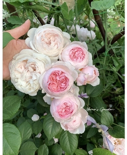 公爵夫人/尘世天使  一加仑盆原盆原土发货