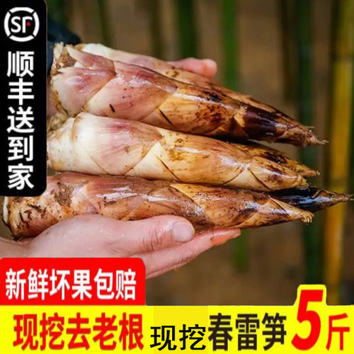 新鲜春笋现挖雷竹笋油焖笋