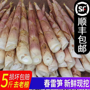 春笋鲜竹笋雷公笋现挖嫩笋临安天目山雷笋尖野生小笋冬笋新鲜蔬菜