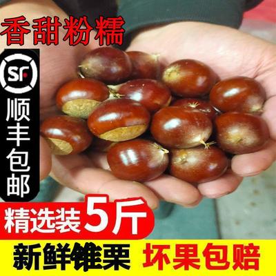 板栗板栗建瓯锥栗高山毛栗子