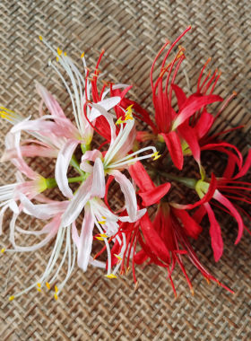 花海大世家假花彼岸花绢花仿真花