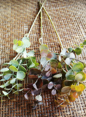 花海大世界绿植尤加利北欧绿叶