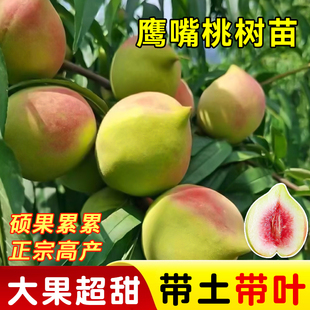 桃树果苗广东连平鹰嘴桃树果苗嫁接黄桃树血桃子苗树南北方种植