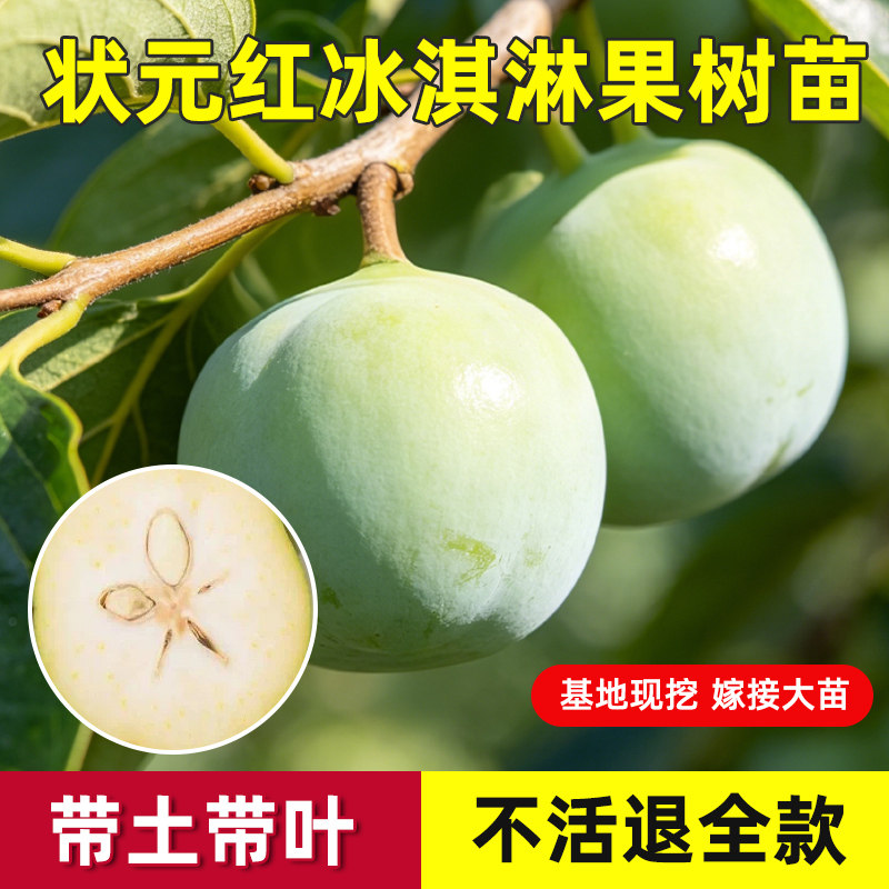 新品种状元红冰淇淋果苗嫁接白柿四季结果W4金四季巧克力果苗带叶