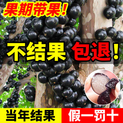 正宗四季嘉宝果苗树树葡萄沙巴艾斯卡果树南北方阳台庭院种植盆栽