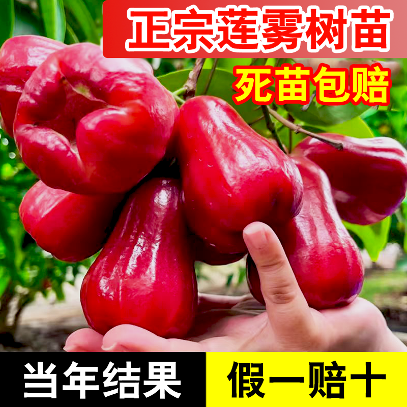 正宗莲雾树苗台湾黑金刚黑糖芭比嫁接苗新品种盆栽庭院南方水果苗