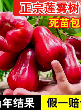 带土带叶莲雾树苗死苗补发常绿