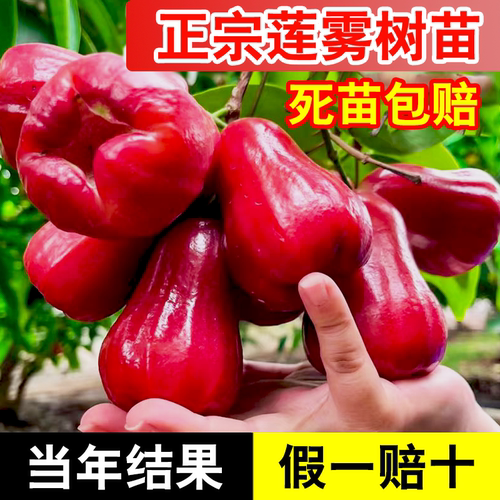 带土带叶莲雾树苗死苗补发常绿