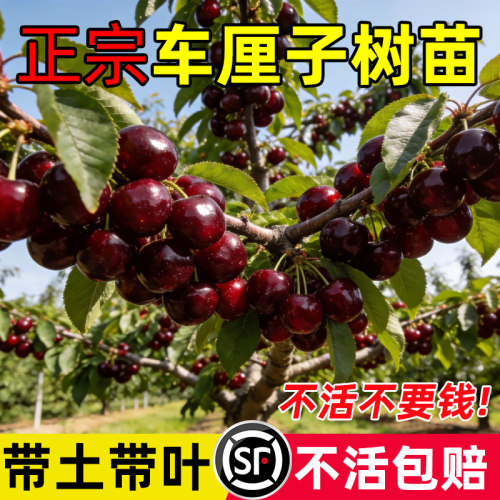 车厘子树苗正宗樱桃树苗矮化特大嫁接果树庭院名贵南北方种植盆栽