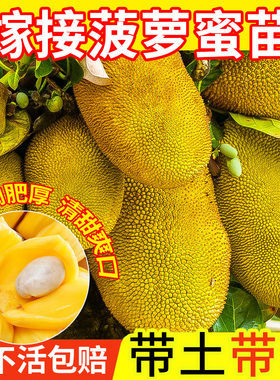 菠萝蜜树树苗嫁接果树果苗四季水果苗室内外庭院盆栽种苗耐寒榴莲