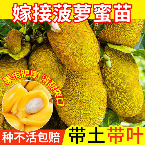 菠萝蜜树树苗嫁接果树果苗四季水果苗室内外庭院盆栽种苗耐寒榴莲