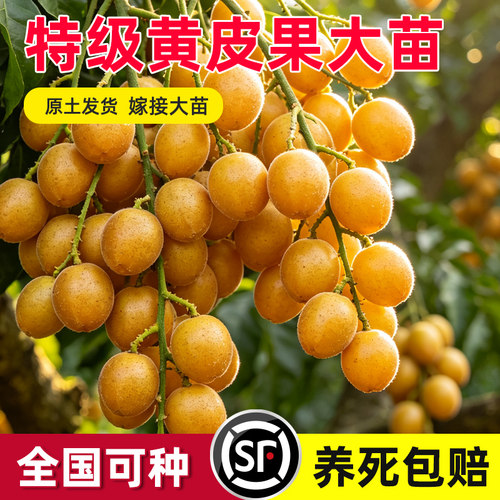 黄皮果树果苗无核鸡心贵妃嫁接带泥叶盆地栽庭院广西绿化大果树苗