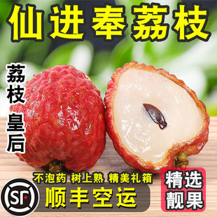 【正宗仙进奉荔枝】顺丰现摘现发新鲜优质果老树大果应季10斤整箱