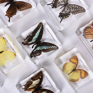 生物蝴蝶蜜蜂标本Natura认识玩具